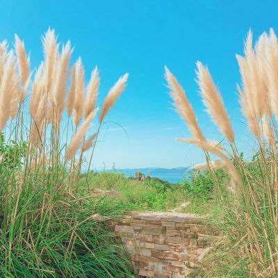 lol外围购买网站