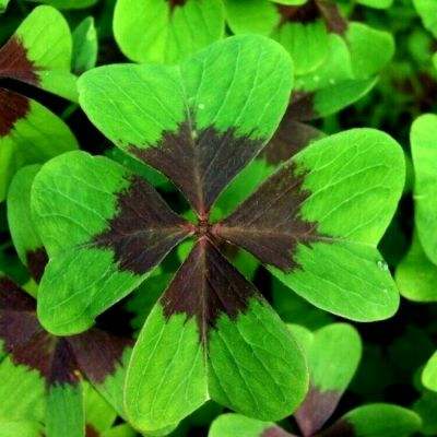 leyu·乐鱼体育app下载截图