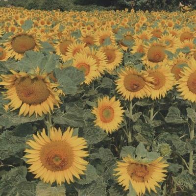 亚虎娱乐手机app下载