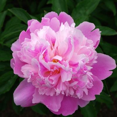 万博体育官方版下载